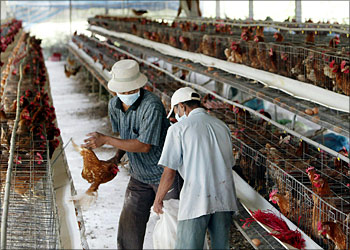 Workers stuff chickens into a sack for burrying at a farm in Binh Chanh district, Ho Chi Minh city, 18 January 2004. Vietnam battled Sunday to bring under control an outbreak of bird flu that has killed at least four people and raised fears of further infection as hospitals report more cases of respiratory illnesses. Arround two million chickens have died or have been slaughtered in Vietnam as a result of the outbreak of the H5N1 virus, which has sparked an Asia-wide health scare and comes on top of a re-emergence of SARS in southern China