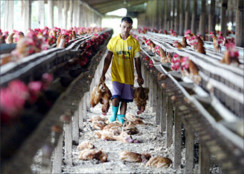 R_Employees collect dead chickens to be destroyed at a farm Chachoengsao province, 60 km (37 miles) east of the capital Bangkok, January 13, 2004. Thailand, one of the world's biggest chicken producers, is free of bird flu but is battling an outbreak of cholera in its poultry industry, a senior diseases control official said on Tuesday. REUTERS/Sukree Sukplang