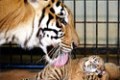 A bengal tiger cleans her two-day old cubs at the Ragunan Zoo in Jakarta March 24, 2004. A pure white tiger cub, one of three cubs in this litter, died on Wednesday morning. REUTERS/Darren Whiteside
