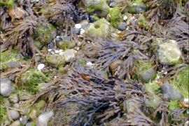 afp - seaweed