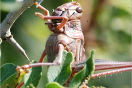 REUTERS - A pink locust eats off a plant in Paphos, Cyprus, Nov 1 2004. Cyprus was invaded by a swarm of thousands of locusts on