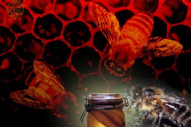 عسل النجل يساعد على تجنب الاصابة بمرض السرطان