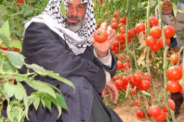 المزارع مصطفى الاغا من وسط مزرعته التي لم يتمكن من قطفها