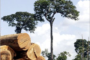 REUTERS /Freshly-cut logs from the Amazon rainforest are seen at a sawmill in the village of Ressaca in the state of Para, northern Brazil, August 18, 2005. Environmentalists estimate
