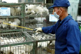 A Chinese health worker sprays disinfectant over chickens in cages at a poultry market in China's capital Beijing October 30, 2005. Beijing authorities have confiscated 182 wild birds from traders and started disinfecting the city's largest live poultry wholesale market against bird flu, the Beijing News reported on Sunday.