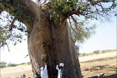 شجرة التبلدي في غرب السودان