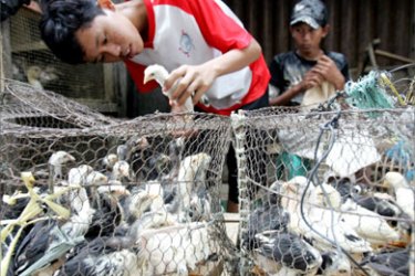 An Indonesian man selects live chicken in a market in Jakarta November 9, 2005. An Indonesian girl who died on Tuesday is suspected to have been the country's sixth bird flu victim, but a hospital spokesman said officials are waiting for local test results.