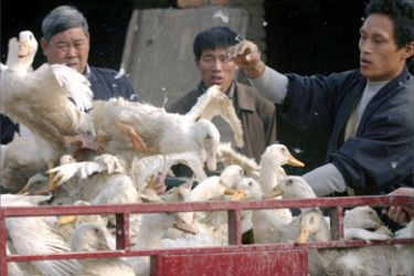 People select ducks at a market in Xiangfan in middle China's Hubei province November 8, 2005. The World Health Organization confirmed on Monday it would help probe a possible human case of bird flu in China