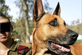 AFP - A military dog and a soldier (face blocked for security reasons) are seen at the Oketz militray base in central Israel 04 December 2005. Oketz is one of the most highly-