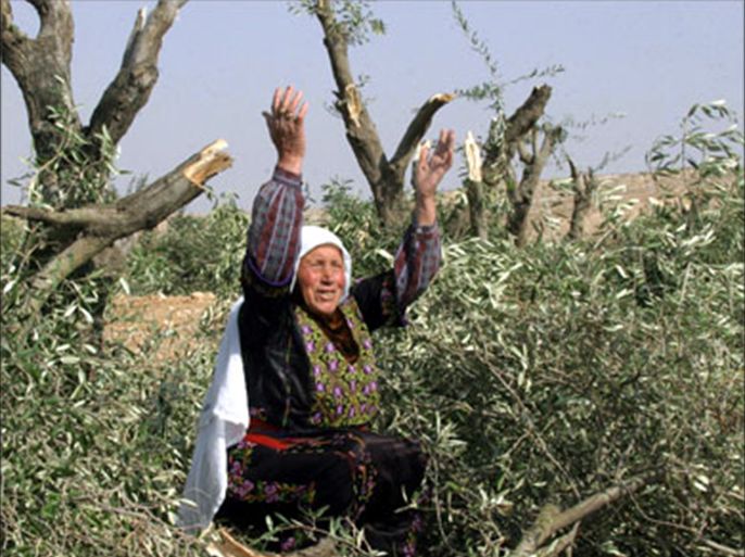 An elderly woman expresses her anger after discovering destroyed olive trees her family's field in the southern West Bank area of Hebron, 06 January 2006. Israeli Defence Minister Shaul Mofaz condemned as "scandalous" the destruction of hundreds of olive trees by vandals in the West Bank last month.