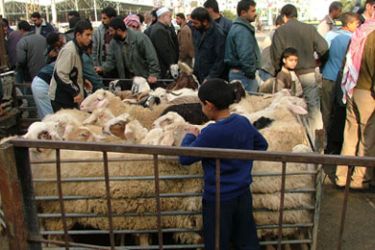 ارتفاع أسعار الخراف يحرم الكثير من الفلسطينيين من فرحة العيد 1
