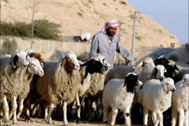 f_A Saudi shepherd stands near his sheep in the Saudi city of al-Diriyah city, north of Riyadh, 06 January