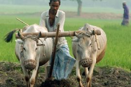 In this picture taken 16 March 2006, Bangladeshi farmer Badiuddin Ahmed cultivates his employer's field with cows at Hothatpara.
