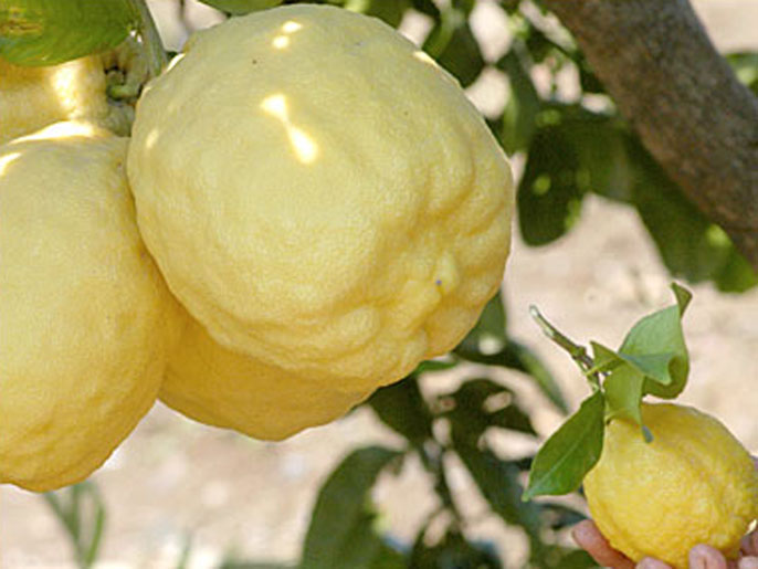 الليمون إذا أضيفت إليه أوراق الميرمية يصبح مشروبا منعشاً خلال الصيف 