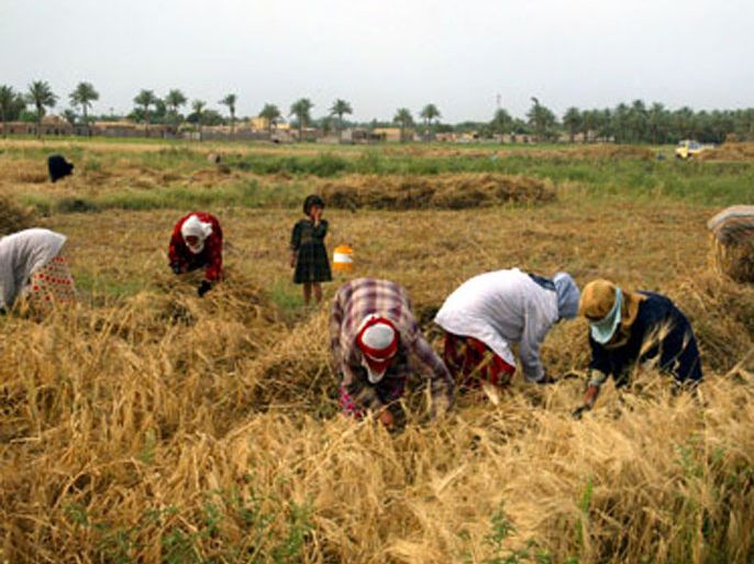 Iraqi women harvest wheat in their fields on the outskirts of the restive city of Baquba, 60 kms north of Baghdad, 09 May 2006.