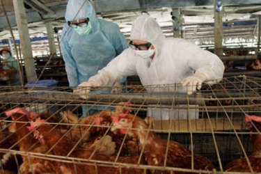 US ambassador John Lange (L), State Department's special representative on avian and Influenza pandemic, and an unidentified delegate look at chickens as they visit a private