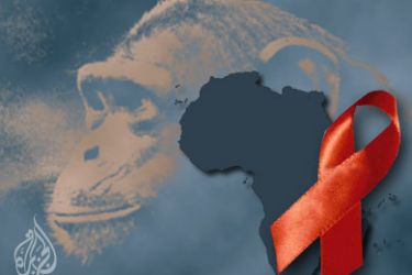اكتشاف شبيه لفيروس الإيدز لدى شمبانزي غرب أفريقيا (جنوب الكاميرون) يرجح كونه مصدر للمرض