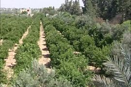 الزراعة في رفح شمال سيناء