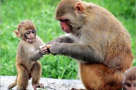 A baby monkey takes food in the Nepali capital of Kathmandu August 30, 2006. REUTERS/Gopal Chitrakar (NEPAL)