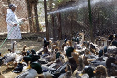 (FILES) An Egyptian zoo keeper sprays disinfectant in duck cages at the Giza zoo, south of Cairo, 16 March 2006. An Egyptian woman died 24 December 2006 after contracting the H5N1 strain of bird flu,