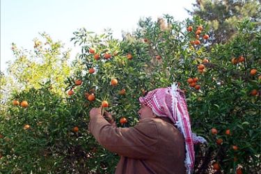 الاحتلال يضع قيودا تحرم الفلسطينيين من تسويق منتجاتهم الزراعية (الجزيرة نت)