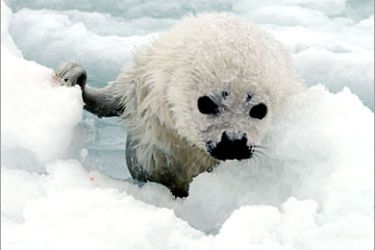 REUTERS/ A newborn white-coated seal pup claws its way back up onto the ice after slipping into the water in the Gulf of St. Lawrence before the annual Canadian seal hunt begins in this undated handout photo. Global warming is making it harder for newborn harp seals to survive in the Gulf of St. Lawrence