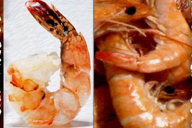 الروبيان الجمبري shrimps