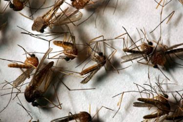 A field sample of mosquitoes that could carry West Nile Virus is seen at offices of the Riverside County Department of Environmental Health 26 April 2007 in Hemet, California.