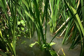 Standing water with vegetation provide prime habitat for mosquitoes that could carry West Nile Virus at the San Jacinto Wildlife Area 26 April near Hemet, California. If a