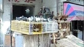 The future of selling bird meat in the Egyptian market