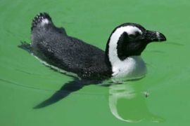 epa00871768 A rescued infant African Penguin swims in a recovery pond at the Southern African Foundation for the Conservation of Coastal Birds (SANCCOB) in Cape Town South Africa Monday 27 November 2006