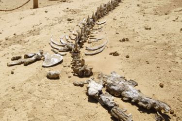 AFP/ Remains of an early whale from 40-million years ago lies on the desert pavement of Wadi El-Hutan, 100 kilometers south of Cairo. About 400 skeletons of ancient water life: mammals, reptiles have been identified in what used to be an ancient shoreline.