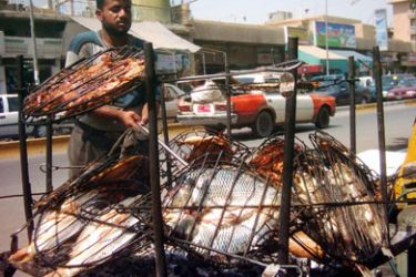 بائع السمك المسكوف انتقل إلى الشوارع وهجر أبو نواس- فاضل مشعل ــ بغــداد