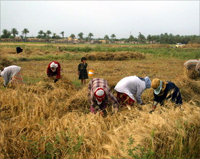 القمح المحلي لا يلبي كمية الاستهلاك في العراق (الفرنسية-أرشيف)