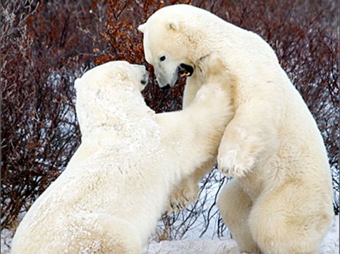 AFP (FILES) In this 14 November 2007 file photo, two Polar Bears spar outside Churchill, Manitoba, Canada. Polar Bear experts testified before the House Select Energy Independence and