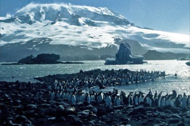 King penguins (Aptenodytes patagonicus) gather below Mawson Peak (2,745 metres) on Big Ben - Australia's only active volcano - which dominates the Australian subantarctic territory of Heard Island
