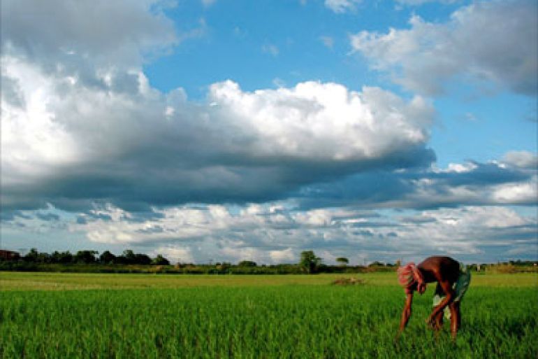 In this file photograph dated 26 June 2007, monsoon clouds loom over in the sky an Indian farmer works in a paddy field in the Montali area of Agartala.