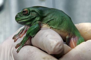 AFP/ A keeper holds a Green Tree Frog in his hand in a Zoo in Sydney on March 10, 2008. Australian Zoos will join forces with a global program to save endangered frogs across the planet during Year of the Frog 2008. There are 220 species of frogs in Australia, with 47 species being considered endangered, according to the IUCN red list, ranging from critically endangered to vulnerable, and eight species already believed extinct.