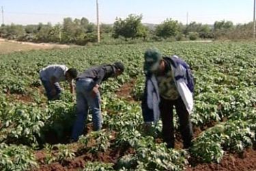 نقص الأمطار وغلاء أسعار الأسمدة و البذور أثر على الإنتاج الزراعي في المغرب