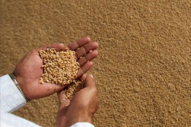 A prospective Indian buyer checks the quality of wheat grain at a wholesale grain market in New Delhi on April 24, 2008.