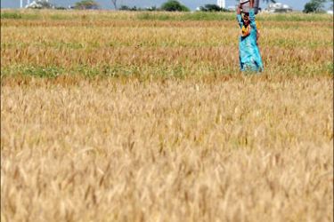 afp : A Pakistani woman carries water as she walks through fields of ripening wheat on the outskirts of Islamabad on April 26, 2008. Pakistan's government may import one to 1.5