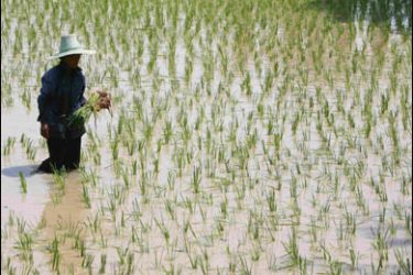 R/A farmer holds rice sprouts as she plants rice in a paddy field in Nakhon Sawan province, north of Bangkok May 4, 2008.