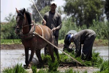 REUTERS/Labourers transplant rice seedlings in a paddy field in the Nile Delta town of Kafr Al-Sheikh, north of Cairo May 21, 2008.
