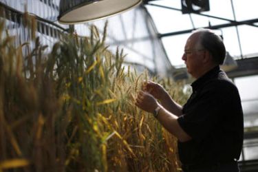 Professor Stephen Baenziger holds a stalk of wheat at the greenhouse of the wheat breeding program at the Nebraska university in Lincoln, Nebraska,