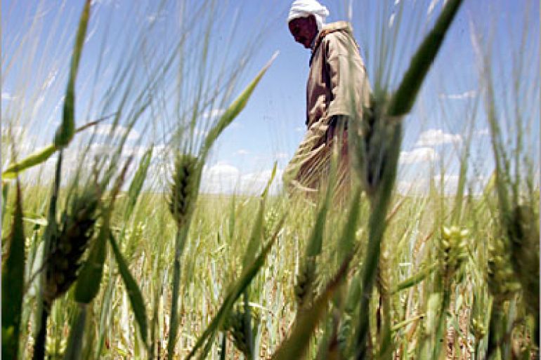 REUTERS/ A farmer inspects a stalk of wheat at a farm near Setif, 300 km (186 miles) east of Algiers in this picture taken May 11, 2008. High world grain prices should make this a golden age for Algerian wheat farmers, but a legacy of mismanagement means the former Mediterranean farming superpower is