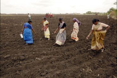 r : Farmers spread corn seeds in a field in Medak district, about 70 km (43 miles) north of the southern Indian city of Hyderabad June 28, 2008. The most-active Indian corn July