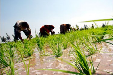 EPA / Egyptian farmers plant rice seedlings in Egypt's fertile Delta in Abu Rayea, north of Kafr Al-Sheikh, 140 km from Cairo, 03 June 2008. United Nations Secretary General Ban Ki Moon in an address on the opening session of the 3-day UN Food Summit in Rome, said that world food production would have to rise 50 percent by 2030 in order to meet the earth's