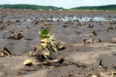 AFP/ Flood damaged soybeans are seen on a farm on June 18, 2008 in Cedar Rapids, Iowa. Record flooding in the midwest may push food prices up as much of the farmland will not be able to be farmed this year.