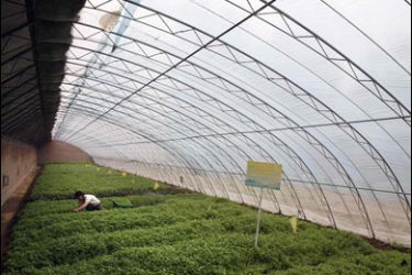 REUTERS/A worker picks some New Zealand spinach growing in a greenhouse at an organic farm located on the outskirts of Beijing June 20, 2008.