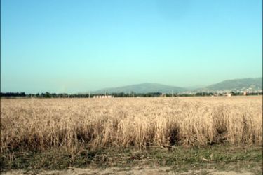 خطط جزائرية لسد الفجوة في إنتاج الحبوب